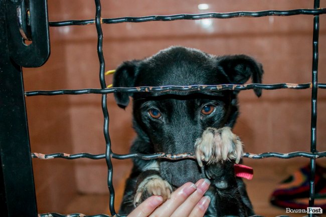 Тепло для чотирилапих: лісівники забезпечили дровами луцьку «Ласку». ФОТО