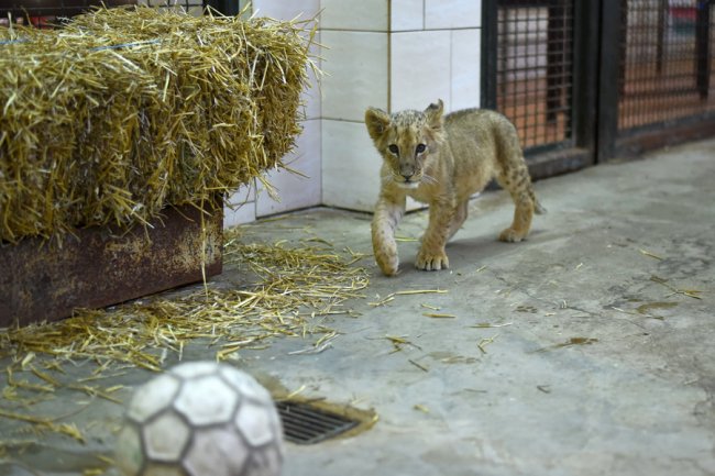 Попередньому власнику її подарували: у Луцькому зоопарку замешкала левичка Лана. ФОТО 