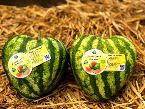 На Одещині вперше виростили квадратні органічні кавуни. ФОТО