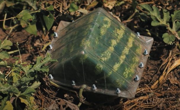 На Одещині вперше виростили квадратні органічні кавуни. ФОТО