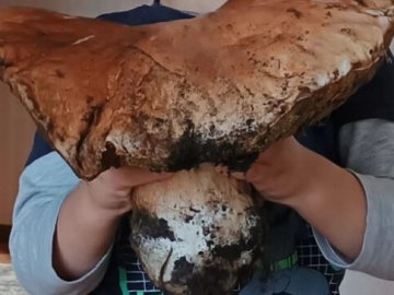 На Волині «вполювали» гриба-гіганта. ФОТО