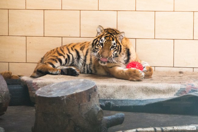 Важить 80 кілограмів і любить купатися: тигреняті Тріші з луцького зоопарку виповнився 1 рік. ФОТО