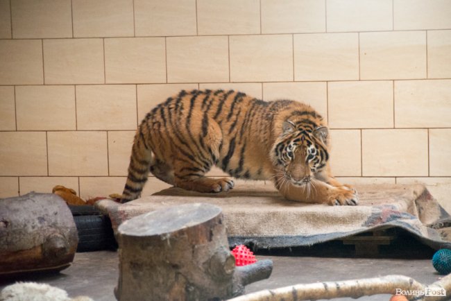 Важить 80 кілограмів і любить купатися: тигреняті Тріші з луцького зоопарку виповнився 1 рік. ФОТО