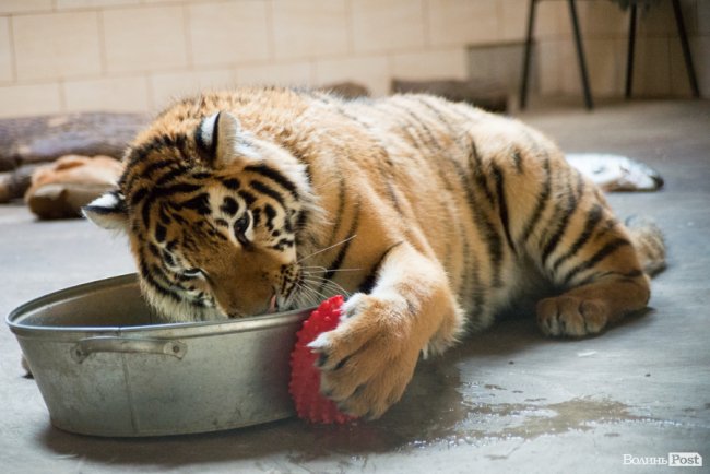 Важить 80 кілограмів і любить купатися: тигреняті Тріші з луцького зоопарку виповнився 1 рік. ФОТО