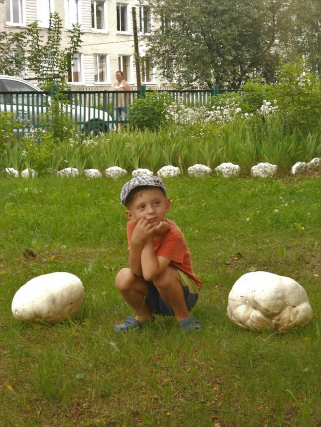 На Волині дідусь з онуком натрапили на гігантські гриби. ФОТО