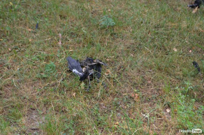 Тушки ворон і курячий послід: лучанин нарікає на безлад поблизу гуртожитків. ФОТО