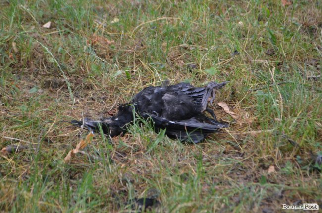 Тушки ворон і курячий послід: лучанин нарікає на безлад поблизу гуртожитків. ФОТО
