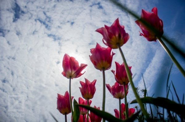 У Києві - сотні тисяч тюльпанів. ФОТО