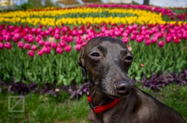 У Києві - сотні тисяч тюльпанів. ФОТО