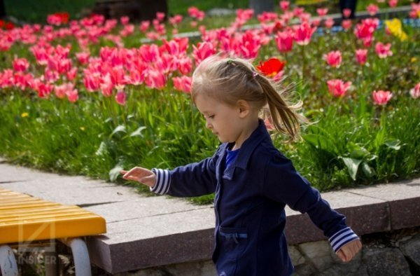 У Києві - сотні тисяч тюльпанів. ФОТО