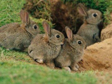 З 1 квітня у лісах на Волині настає «сезон тиші»