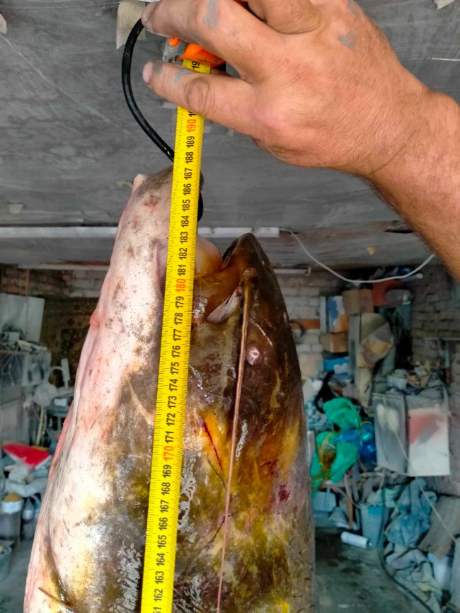 Волинянин спіймав на Рівненщині майже двохметрового сома. ФОТО, 