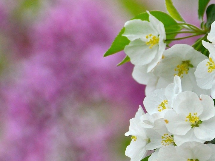 В Україні настали весняні заморозки: як це вплине на врожай