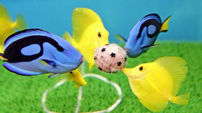 Кольори України у світі: дивовижне поєднання жовтого і блакитного