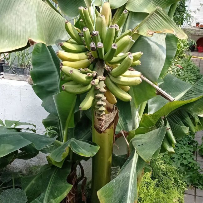 На Волині виростили банани