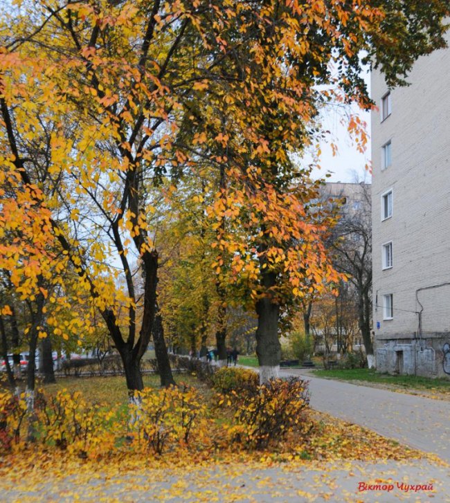 «Останнє золото»: фотограф показав осінню красу Луцька
