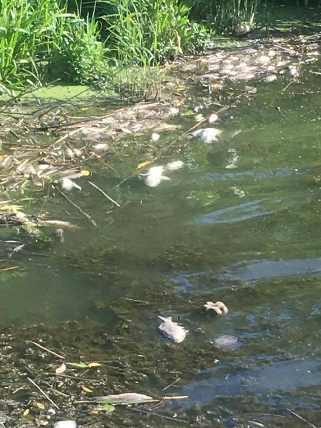 У Луцьку в Кічкарівських ставках – масова загибель риби