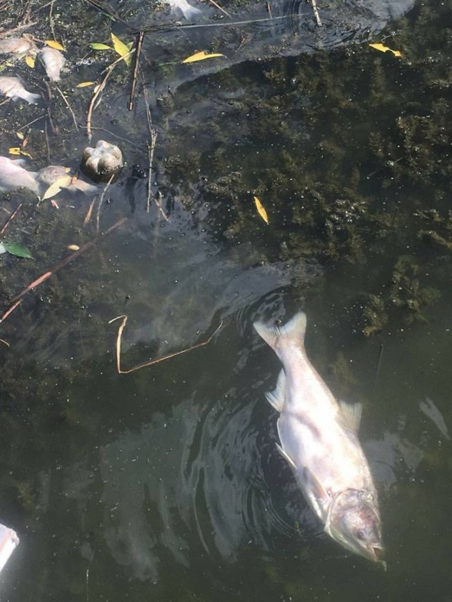 У Луцьку в Кічкарівських ставках – масова загибель риби