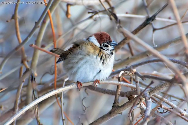 Волинський фотограф показав неймовірну красу птахів, які лишились зимувати в Луцьку. ФОТО