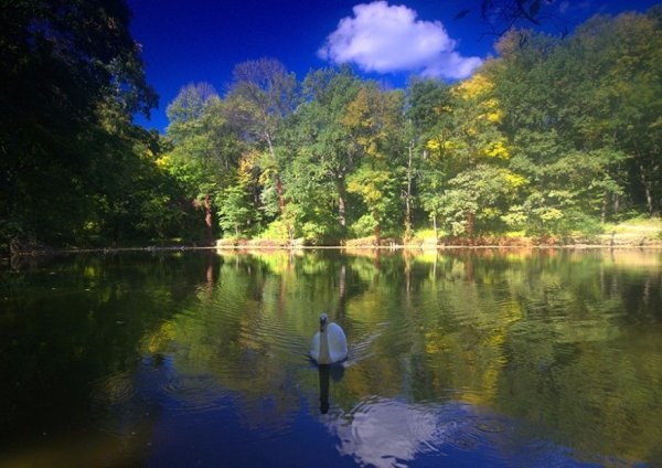 Найкрасивіші дендропарки України, які варто відвідати. ФОТО
