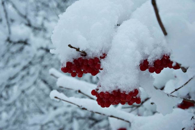 Калинові кетяги і заметені дерева: чудові фото снігопаду на Волині