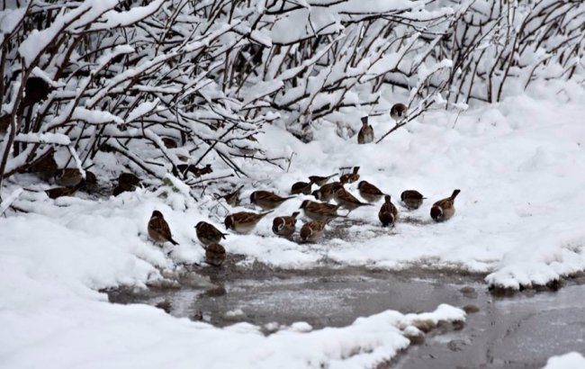 Калинові кетяги і заметені дерева: чудові фото снігопаду на Волині