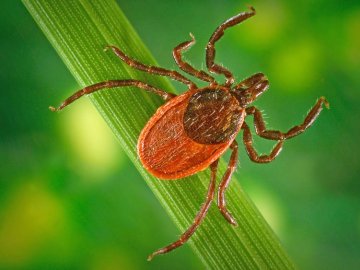 Українців попередили про початок сезону кліщів