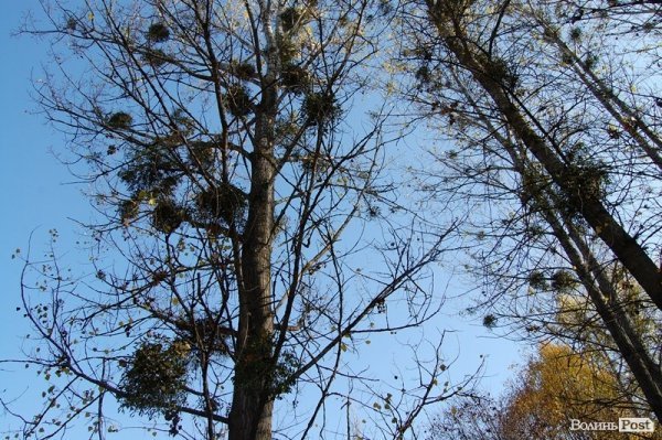 Парк у Луцьку: осіння краса і людська байдужість. ФОТО