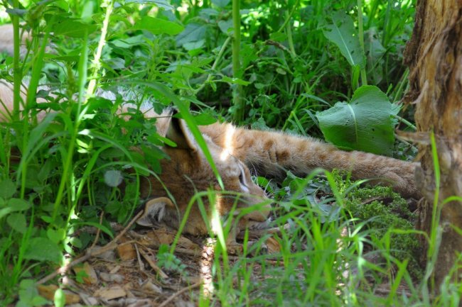 У Луцькому зоопарку  – нова пара закоханих пухнастиків