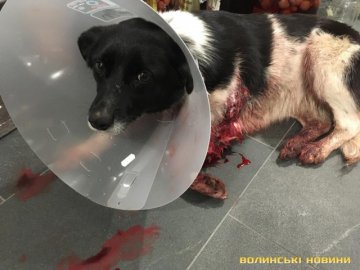 Біля Луцька невідомі на джипі розстріляли сплячого собаку. ФОТО. ВІДЕО