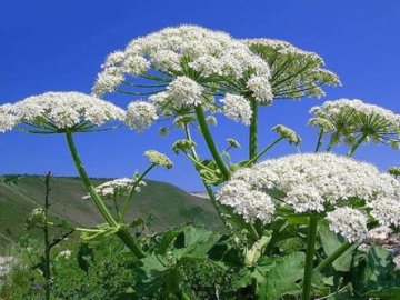 Лучани просять знищити небезпечну рослину на території міста