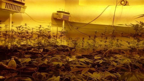 Вигадливий волинянин вирощував коноплю у психлікарні