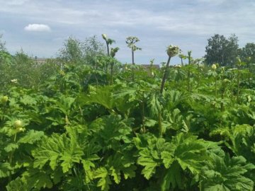 На Волині росте майже 90 гектарів борщівника Сосновського: методи та ціна боротьби. ВІДЕО
