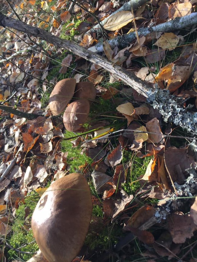 Волинянка похизувалася грибним «уловом». ФОТО