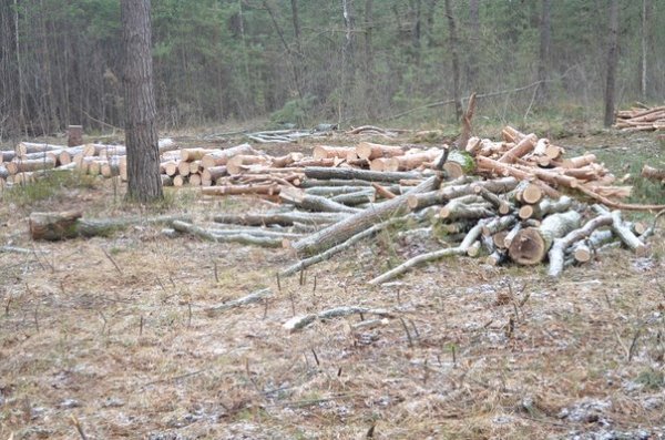 На Волині розкрадають ліс - правоохоронці не реагують. ФОТО