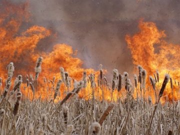 У Луцьку горів очерет на березі  Стиру