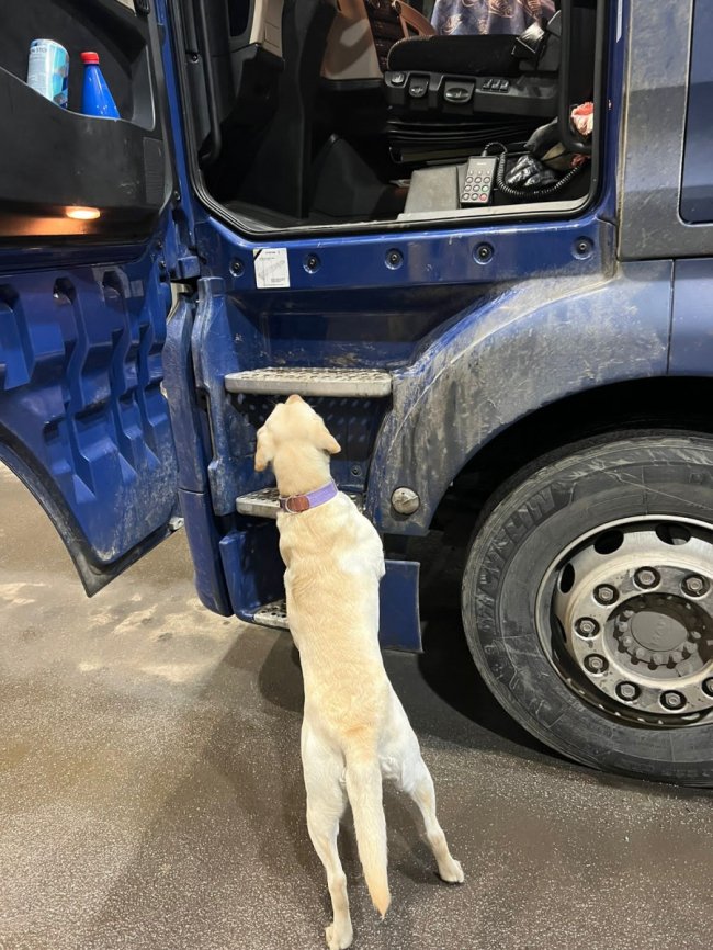 Сховав у футлярі для окулярів: у «Ягодині» прикордонники виявили наркотики в далекобійника