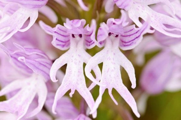 Орхідея Голий чоловічок (Orchis Italica ) 