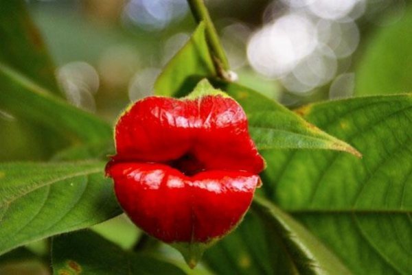Губи розпусниці (Psychotria Elata) 
