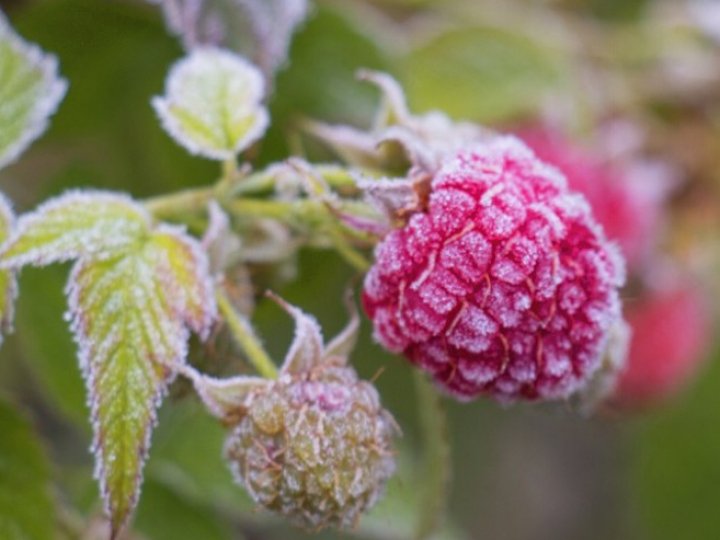 На Волині померзла малина та лохина. ВІДЕО