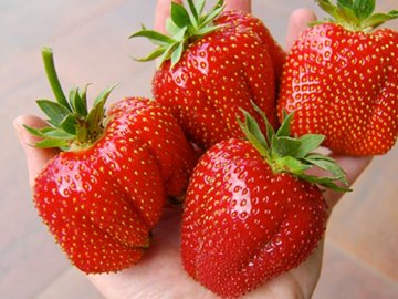 Сезон відкрито: скільки коштує полуниця на ринках Луцька