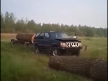 У лісі на Волині фотопастка зафіксувала тих, хто зрізав і вкрав дуб із природно-заповідного фонду