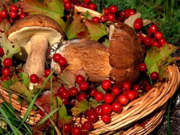 Майже мільйон гривень громади Камінь-Каширщини отримали від заготівлі лісової продукції