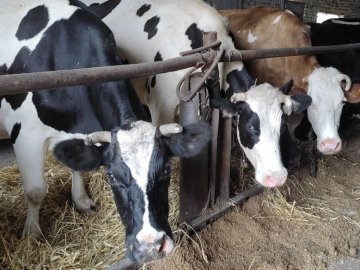 Понад 300 волинських фермерів подали заявки на допомогу від держави. ВІДЕО
