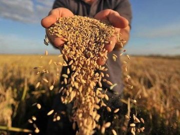 Окупанти вкрали на Луганщині близько 70 тисяч тонн зерна і вивезли на Кубань, – Гайдай 