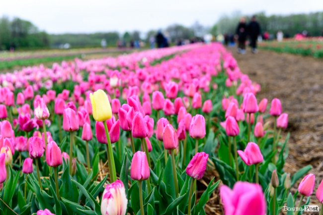 Попри негоду «Волинська Голландія» гостинно зустрічає гостей. ФОТО