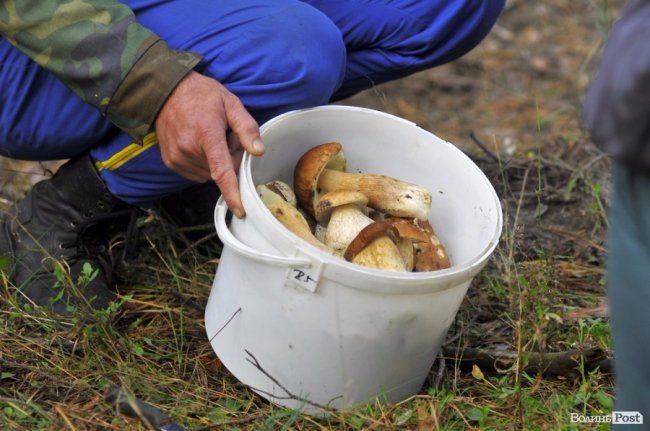 Грибна повінь у волинських лісах. ФОТО