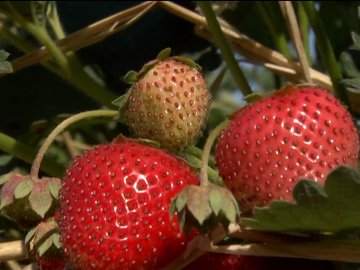 На Волині є «полуничне» село. ВІДЕО