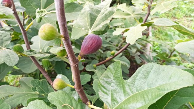 Одне гроно – 2,5 кілограми: волинський аграрій вирощує понад пів сотню сортів винограду. ФОТО