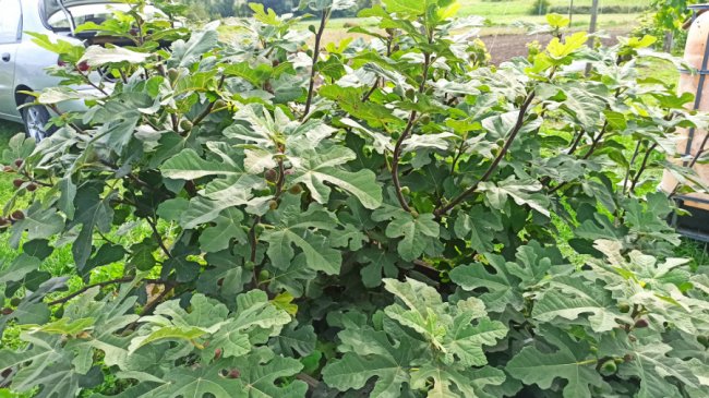 Одне гроно – 2,5 кілограми: волинський аграрій вирощує понад пів сотню сортів винограду. ФОТО